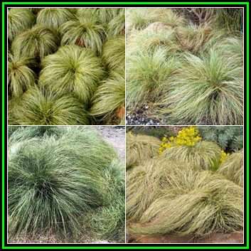 Carex comans Green - 20 Seed Pack - Evergreen Perennial Ornamental Grass -Global Shipping- New