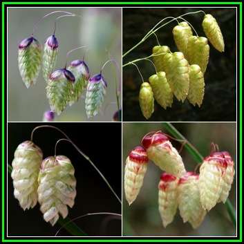 Large Quaking Rattlesnake Grass Seeds - Briza maxima - Ornamental Grass - New