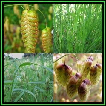 Large Quaking Rattlesnake Grass - Briza maxima - 500 Bulk Seed Pack - Ornamental Grass - New