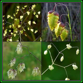Little Quaking Rattlesnake Grass - Briza minor - 20 Seed Pack - Ornamental Grass - New