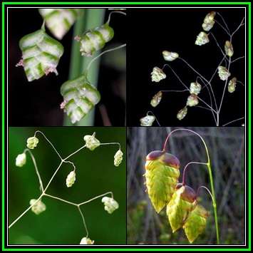 Little Quaking Rattlesnake Grass - Briza minor Seeds - Ornamental Grass - New