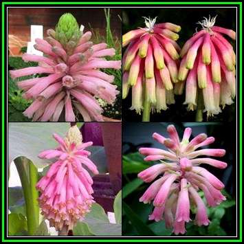 Veltheimia bracteata Seeds - Indigenous Endemic Perennial Bulb - Combined Global Shipping - New