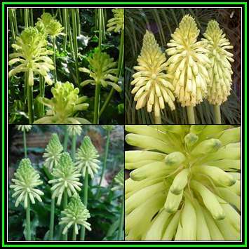 Veltheimia bracteata Lemon Flame Seeds - Indigenous Endemic Perennial Bulb - New