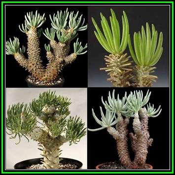 Tylecodon cacalioides - 10 Seed Pack - Natural Bonsai - Indigenous Endemic - NEW