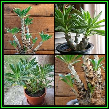 Tylecodon grandiflorus Seeds - Indigenous Endemic Caudiciform Succulent - NEW