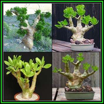 Tylecodon paniculatus - 10 Seed Pack - Indigenous South African Natural Bonsai - NEW