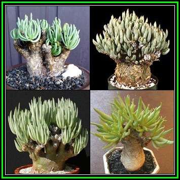 Tylecodon pearsonii Seeds - Namibian Caudiciform Succulent Natural Bonsai - NEW