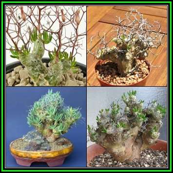 Tylecodon reticulatus - 10 Seed Pack - South African Indigenous Natural Bonsai - NEW