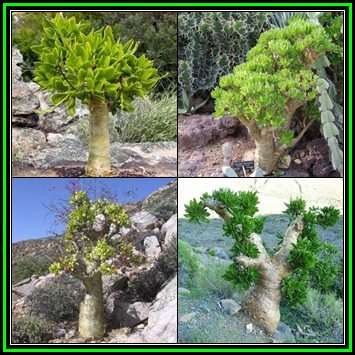 Tylecodon paniculatus - 10 Seed Pack - Indigenous South African Caudiciform Succulent - NEW