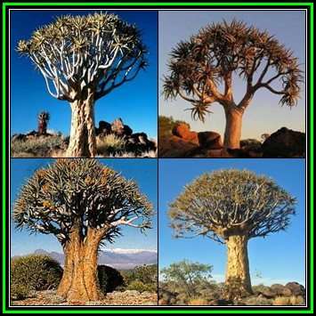 Aloe dichotoma - Quiver Tree Kokerboom Seeds - Indigenous Succulent - NEW