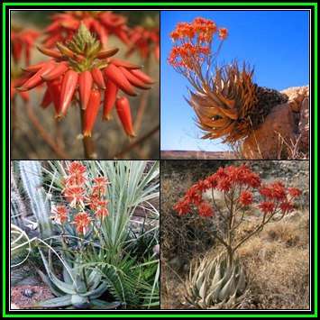 Aloe hereroensis - Sand Aloe - 10 Seed Pack - Exotic Namibian Succulent - Worldwide Shipping, NEW