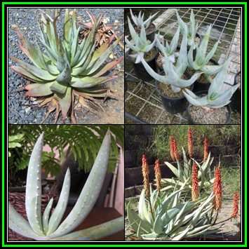 Aloe namibensis - 10 Seed Pack - Exotic Namibian Succulent - Combined Global Shipping, NEW