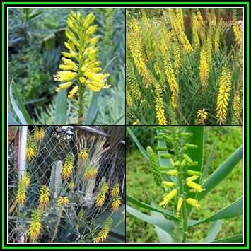 Aloe tenuoir - 20 Seed Pack - Indigenous Succulent + FREE SEEDS WITH ALL ORDERS - NEW