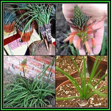 Aloe chortolirioides Seeds - Grass Aloe - Indigenous Succulent + GET FREE SEEDS - NEW