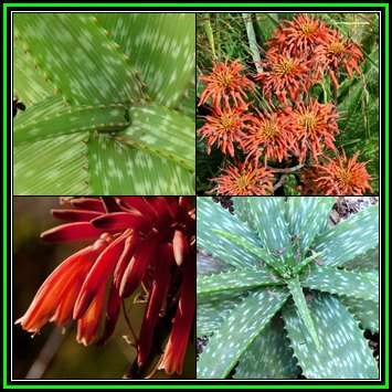 Aloe swynnertonii Seeds - Vumba Aloe - Indigenous Succulent + GET FREE SEEDS - NEW