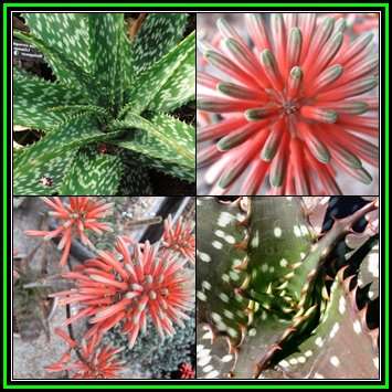 Aloe ammophila Seeds - Indigenous South African Succulent + Global Delivery - NEW