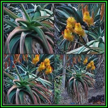 Aloe angelica Seeds - Indigenous Endemic South African Succulent + Global Delivery - NEW