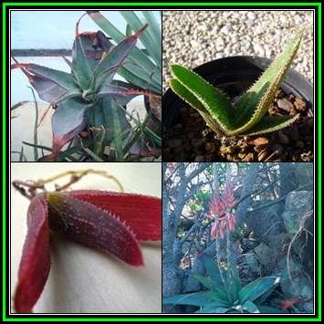 Aloe thorncroftii Seeds - Indigenous Endemic South African Succulent - Global Delivery- NEW
