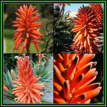 Aloe arborescens Orange Krantz Aloe- 10 Seed Pack - Indigenous Succulent -Combined Global Ship- NEW