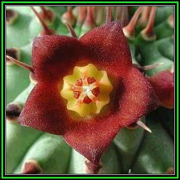 Hoodia officinalis Seeds - Indigenous Medicinal Succulent Stapeliad - NEW