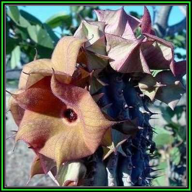 Hoodia parviflora - 5 Seed Pack - Namibian Medicinal Succulent Stapeliad Exotic - NEW