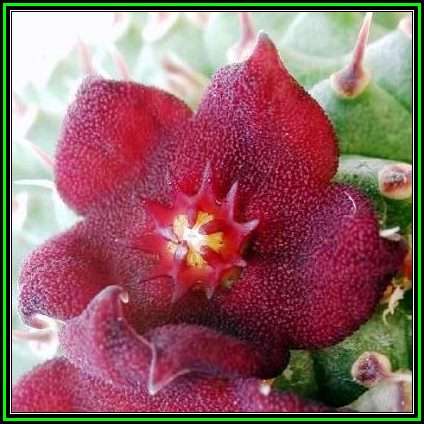 Hoodia pilifera - 10 Seed Pack - Indigenous Endemic Medicinal Succulent Stapeliad - NEW