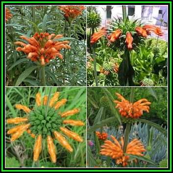 Leonotis intermedia - Wild Dagga - 10 Seed Pack - Indigenous Perennial Flowering Shrub - New