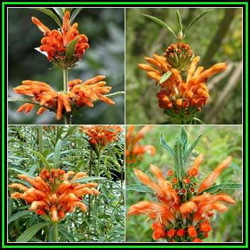 Leonotis leonurus -Wild Dagga Seeds - Indigenous Perennial Shrub Psychoactive Medicinal - New