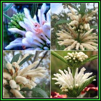Leonotis leonurus White - 10 Seed Pack- Indigenous Perennial Shrub Psychoactive Medicinal - New