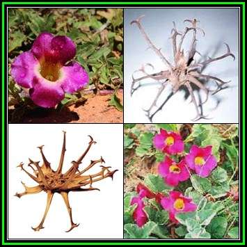 Harpagophytum procumbens - Devil's Claw - 10 Seed Pack- Indigenous Perennial Medicinal - New