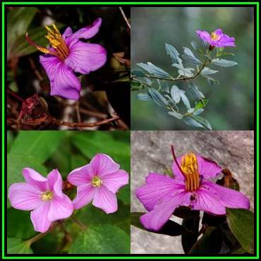 Pseudosbeckia swynnertonii Seeds - Evergreen Flowering Shrub - New