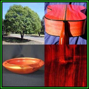Berchemia zeyheri Seeds - Red Ivory - Indigenous Evergreen Edible Fruit Tree Medicinal NEW