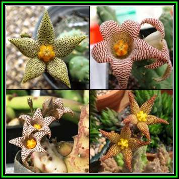 Piaranthus punctatus - 5 Seed Pack - Indigenous Succulent Stapeliad - Flat Ship Rate - NEW