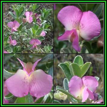 Podalyria sericea Seeds - Silver Sweet Pea Bush - Indigenous Endemic Flowering Shrub - New