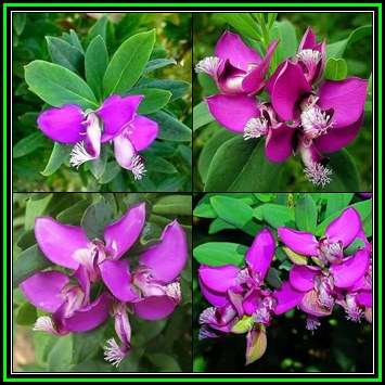 Polygala myrtifolia Seeds - September Bush - Indigenous Evergreen Medicinal Shrub - New