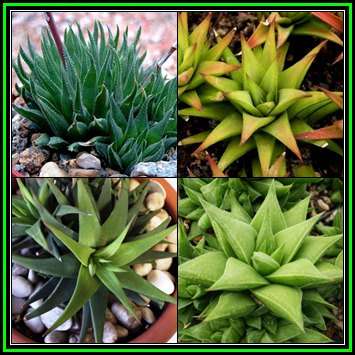Haworthia angustifolia - 5 Seed Pack - Indigenous Endemic Succulent - Flat Ship Rate - NEW