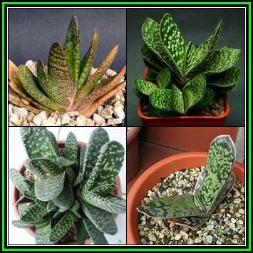 Gasteria bicolor var. bicolor - 10 Seed Pack - Indigenous Endemic Succulent - Flat Ship Rate - NEW