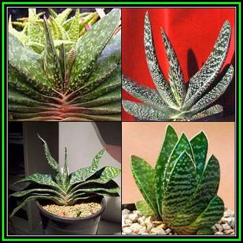 Gasteria brachyphylla Seeds - Indigenous Endemic Succulent - Flat Ship Rate - NEW