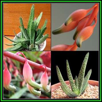 Gasteria carinata - 5 Seed Pack - Indigenous Endemic Succulent - Flat Ship Rate - NEW