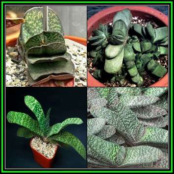 Gasteria disticha Seeds - Indigenous Endemic Succulent - Flat Ship Rate - NEW
