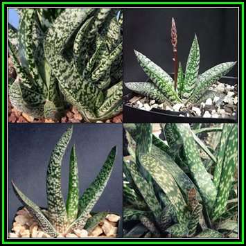 Gasteria pulchra Seeds - Indigenous Endemic Succulent - Insured Flat Ship Rate - NEW