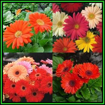 Gerbera jamesonii, Barberton Daisy Seeds - Indigenous Perennial Combined Global Shipping- New