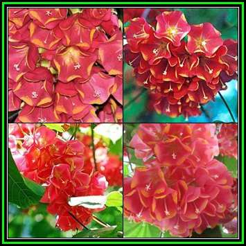 Dombeya cacuminum - 10 Seed Pack - Exotic Madagascan Evergreen Tree - New