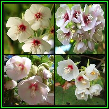 Dombeya pulchra - Silver Snowball Seeds - Indigenous Flowering Tree Seeds - New