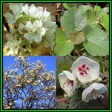 Dombeya rotundifolia - Wild Pear - 10 Seed Pack - Indigenous Flowering Tree Seeds - New