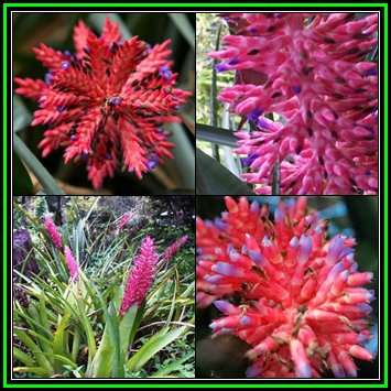 Exotic Brazilian Bromeliad - Aechmea distichantha - 10 Seed Pack - Frost Hardy - NEW