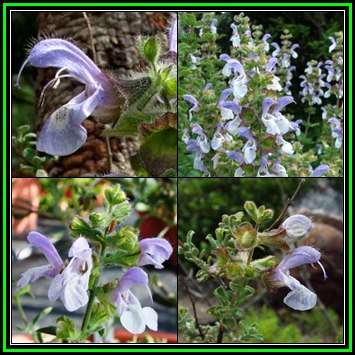 Salvia africana-caerulea Seeds - Indigenous Edible Herb Cut Flower Fynbos Medicinal Shrub New
