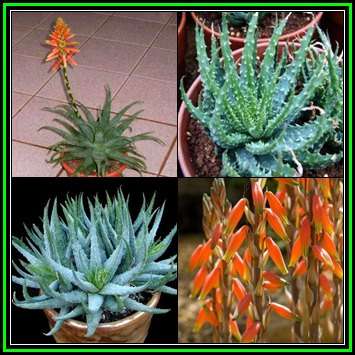 Aloe humilis - Spider Aloe Seeds - Indigenous Succulent - Worldwide Shipping, NEW