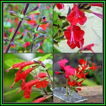 Salvia coccinea, Scarlet Sage Seeds - Striking Annual, Attracts Birds and Butterflies, New