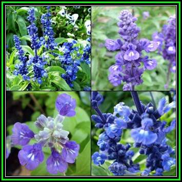 Salvia farinacea, Blue Sage, 50 Seed Pack, Perennial Fragrant Cut Flowers, Attracts Butterflies, New